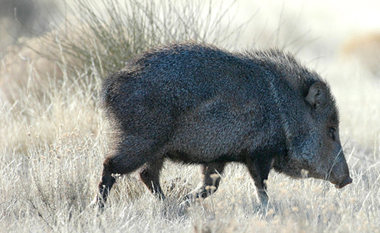 Boone and Crockett Club Announces Decision to Create New Big Game Records Category for Javelina